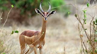 Facts About Gerenuk Antelope [upl. by Trebbor]