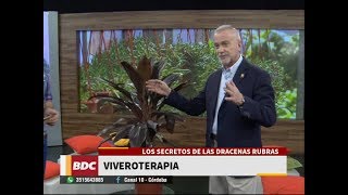 Las Dracenas Rubras por Alvaro Ruiz Moreno​ [upl. by Chappy]