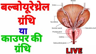 bulbourethral gland bulbourethral gland in hindi बल्बोयूरेथ्रल ग्रंथि काउपर ग्रंथि caupar gland [upl. by Atok]