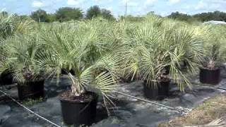 Pindo Palms 30 gallon New Crop [upl. by Bagley]