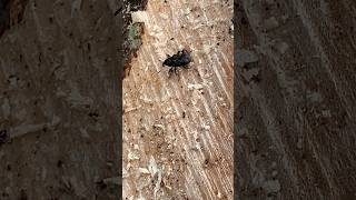 Weevils over chopped Wood insects nature Beetles [upl. by Nivak882]