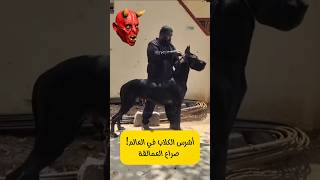 أشرس الكلاب في العالم صراع العمالقة 💥 ترند اكسبلور DubaiRun عجائب [upl. by Calore730]