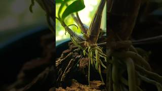 Orchid update 1 new roots new shoots nature orchid orchids orchidcare orchidarium [upl. by Yaned]