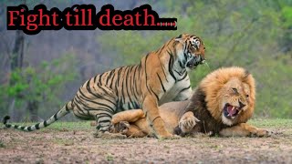 Lion vs Tiger 🔥 fight till death ☠️🐯🦁 Tiger vs Lion  lion tiger lionvideo tigervideo animals [upl. by Eelyah]