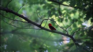 Scarlet Tanager Song Bird Song Identification [upl. by Vig]