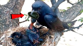 Mother drongo bird enormous bug in babies throat birdslife00 [upl. by Hterrag]