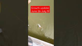 VANNAMEI SHRIMP GROWTH UPDATE [upl. by Neelik813]