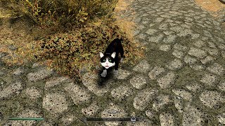 SKYRIM SPECIAL EDITION MODS CATS IN SKYRIM [upl. by Anelahs]