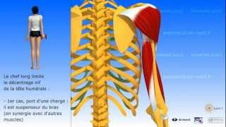 Muscle triceps brachial [upl. by Farah]