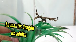 La mantis dragón 🐲  stenophylla lobivertex ya es adulta [upl. by Sullivan714]