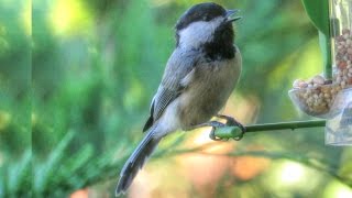 Black Capped Chickadee Call and Song [upl. by Darrell]