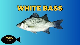 Where To Find White Bass in Fisch  White Bass Fish Location  Roblox [upl. by Julie]