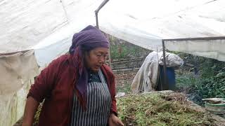 Vermicompost Farming in Maya Eco Village [upl. by Parker]