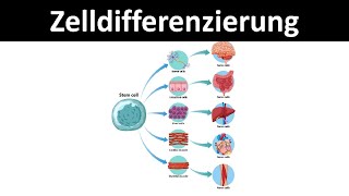 Zelldifferenzierung Stammzellen totipotent pluripotent unipotent  Biologie Oberstufe [upl. by Enimisaj]