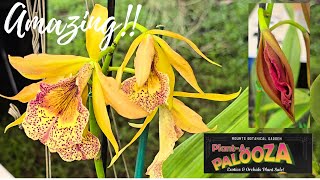 Plant A PALOOZA Exotics amp Orchid Sale 2024 Mounts Botanical Gardens [upl. by Elyssa]