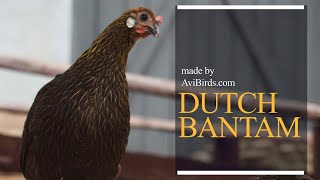 Dutch Bantam [upl. by Nanyt51]