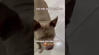 Que show da Xuxa é esse 😡🐕🐕 nasus dogsofyoutubeamericambully cachorro 4patascaesengraçados [upl. by Ddart]