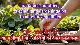 Tomatoes potatoes zucchini and gardening tips  to care for vegetables [upl. by Woothen]