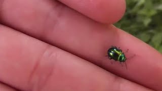 Shiny green beetle on the hand  Grün glänzender Käfer auf der Hand [upl. by Norred]