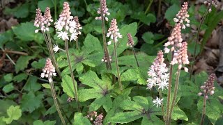 Tiarella Spring Symphony [upl. by Arym]