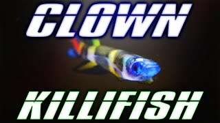 Clown Killifish Care Guide [upl. by Bumgardner]