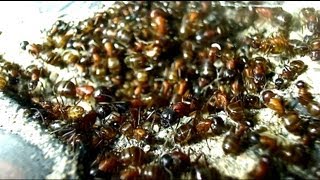 AntsCanada Talks Ant Keeping Formicaria Kits Prices Shipping Global Ant Nursery [upl. by Eberly]