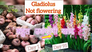 Gladiolus not flowering gardening flowers winterflower vlogsindia [upl. by Ahserkal]