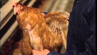 Efecto de las micotoxinas en las gallinas de puesta [upl. by Clarissa]