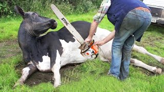 Thrilling Tree Cutting amp Farming Adventure with STIHL Chainsaw and Pretty Cow Milking [upl. by Skiest]