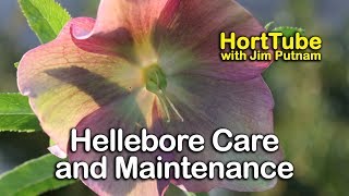 Hellebores Care and Maintenance  Lenten Rose [upl. by Zerla215]