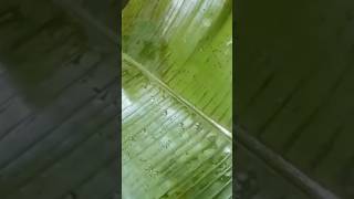 കിഴി പൊറോട്ടവാഴഇലയിൽ പൊതിഞ്ഞത് vairalvideo food keralafoodblog lideas keralafood coconut [upl. by Dunlavy]