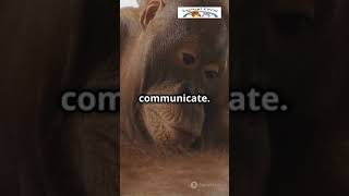 97 genetically similar to us 🦧 animalfacts WildlifeWonder ConservationMatters OrangutanFacts [upl. by Etat]