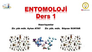 Bkü bayilik dersi  Entomolojiye giriş 1 [upl. by Ainafets]