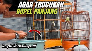 Inilah Rahasia TRUCUKAN Ropel panjang‼️ [upl. by Guthrie167]