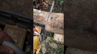 Bigg Tree Cutting 👌shortschainsaw treecutting viralvideo wood [upl. by Boonie]