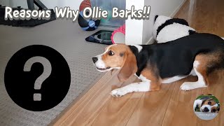 Reasons why my beagle barks [upl. by Osyth]