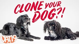 Clone Your Pet as a Stuffed Toy [upl. by Cacilia415]