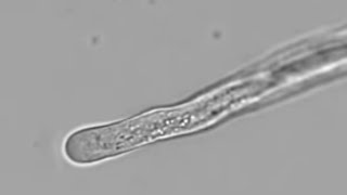 Petunia Pollen Tube Growth with Cytoplasmic Streaming  Cyclosis [upl. by Dennet]