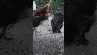 Offgrid Living Jamaica shortsfeed chicken shorts [upl. by Lombardo660]