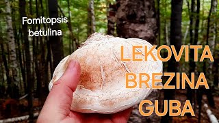 BREZOVA GUBAFomitopsis betulina [upl. by Muiram]