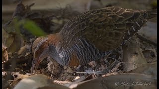 Buffbanded Rail Gallirallus philippensis 4 [upl. by Manfred]