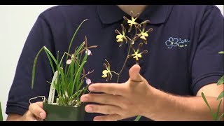 How to Grow Encyclia amp Epidendrums  Complete Growing Guide [upl. by Mungam168]