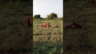 camel grazing grass TharSindh [upl. by Chouest]