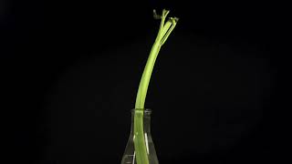 Celery Water Uptake and Loss Timelapse [upl. by Amuwkuhc169]