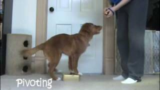 Vito the toller tricks at 5 months [upl. by Gelhar443]