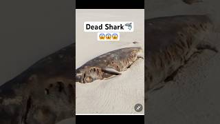 Dead Shark 🦈🦈 on Google maps googlemaps shark island capcut funnyvideo [upl. by Tomlin]