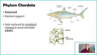 Phylum Chordata [upl. by Yrdnal]