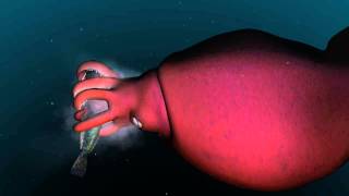 Mysterious world of the colossal squid [upl. by Ybsorc]