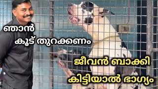 ലോകത്തിലെ ഏറ്റവും വലിയ നായ Dog challenge Leash Talks [upl. by Jennie15]