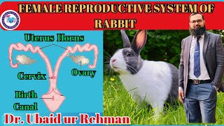 1411 Female Reproductive System of Rabbit  Class 10  Biology [upl. by Cawley]